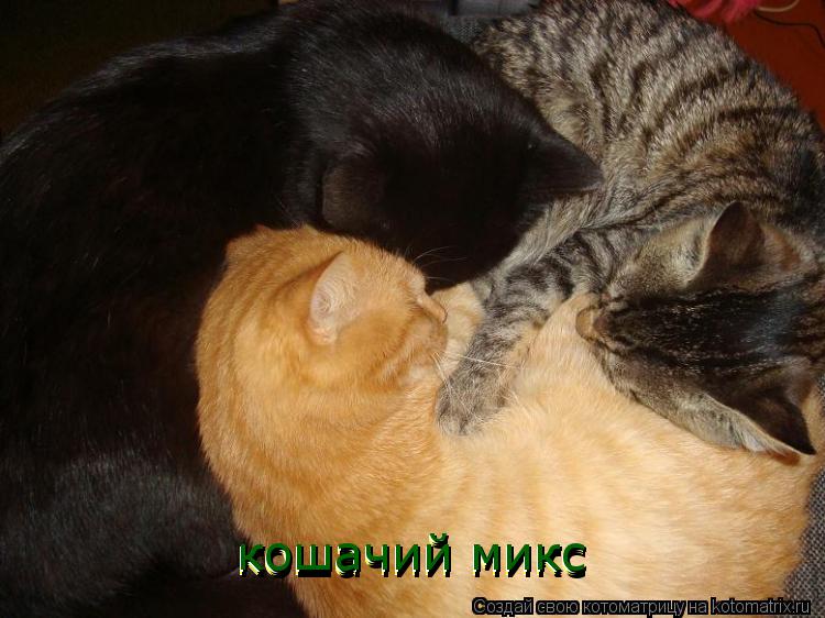 кошачий микс кошачий микс кошачий микс кошачий микс... Котоматрица: кошачий микс кошачий микс кошачий микс кошачий микс