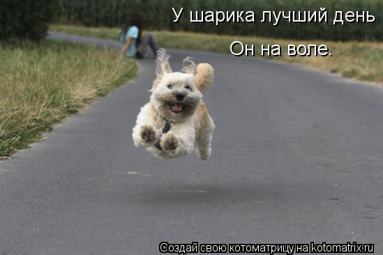 У шарика лучший день Он на воле.... Котоматрица: У шарика лучший день Он на воле.