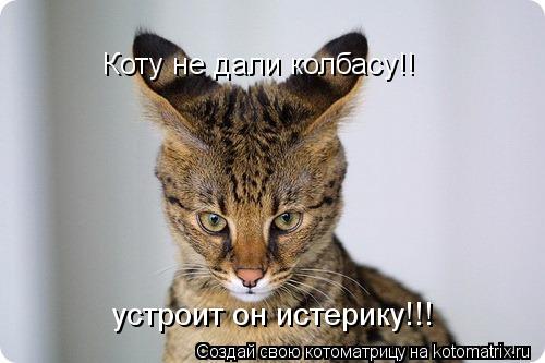 Коту не дали колбасу!! устроит он истерику!!!... Котоматрица: Коту не дали колбасу!! устроит он истерику!!!