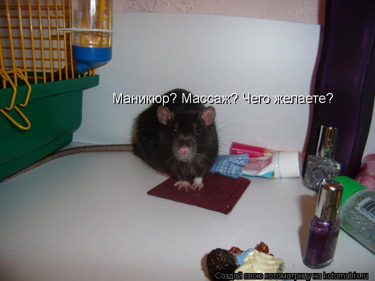 Маникюр? Массаж? Чего желаете?... Котоматрица: Маникюр? Массаж? Чего желаете?