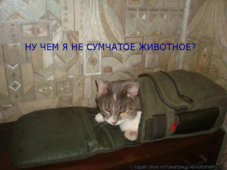 ТОЛЬКО СКАЖИ,ЧТОЯ НЕ КЕНГУРУ!НУ ЧЕМ Я НЕ СУМЧАТОЕ ЖИВОТНОЕ? НУ ЧЕМ Я НЕ СУМЧАТОЕ ЖИВОТНОЕ?... Котоматрица: ТОЛЬКО СКАЖИ,ЧТОЯ НЕ КЕНГУРУ!НУ ЧЕМ Я НЕ СУМЧАТОЕ ЖИВОТНОЕ? НУ ЧЕМ Я НЕ СУМЧАТОЕ ЖИВОТНОЕ?