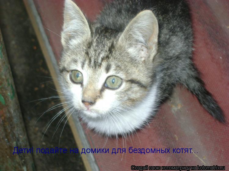Дети! подайте на домики для бездомных котят...... Котоматрица: Дети! подайте на домики для бездомных котят...