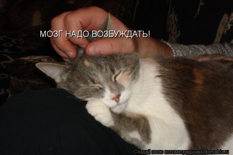 МОЗГ НАДО ВОЗБУЖДАТЬ!... Котоматрица: МОЗГ НАДО ВОЗБУЖДАТЬ!