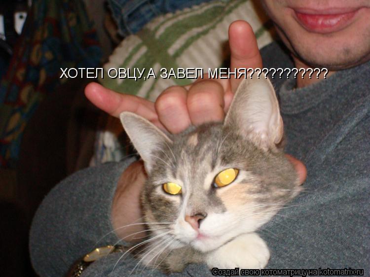 ХОТЕЛ ОВЦУ,А ЗАВЕЛ МЕНЯ???????????... Котоматрица: ХОТЕЛ ОВЦУ,А ЗАВЕЛ МЕНЯ???????????