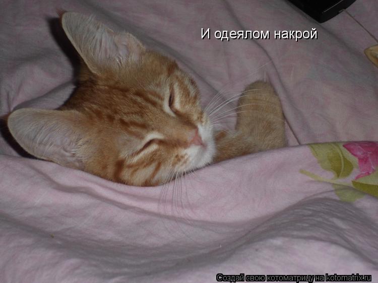 И одеялом накрой... Котоматрица: И одеялом накрой