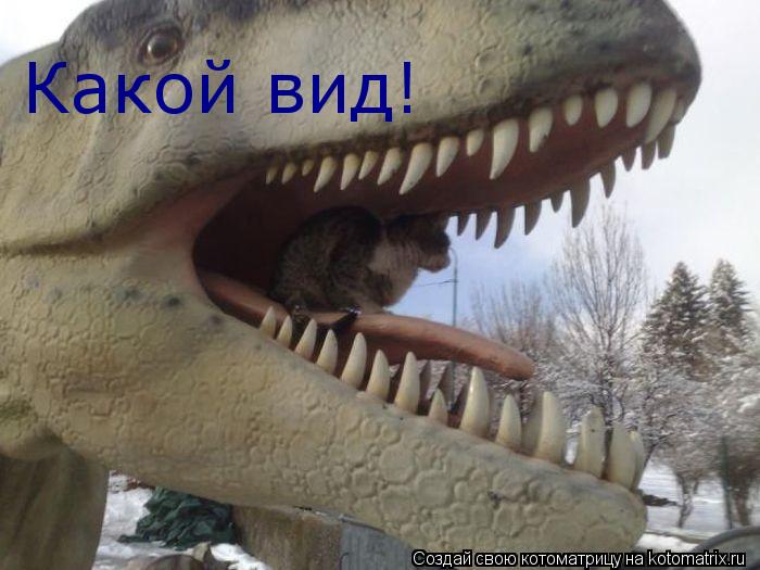 Какой вид!... Котоматрица: Какой вид!