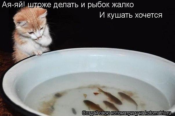 Ая-яй! штоже делать и рыбок жалко И кушать хочется... Котоматрица: Ая-яй! штоже делать и рыбок жалко И кушать хочется