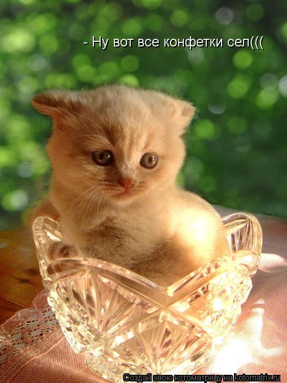 - Ну вот все конфетки сел(((... Котоматрица: - Ну вот все конфетки сел(((