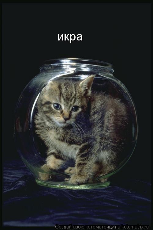 икра... Котоматрица: икра