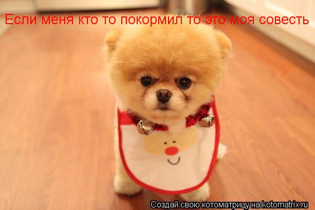 Если меня кто то покормил то это моя совесть... Котоматрица: Если меня кто то покормил то это моя совесть