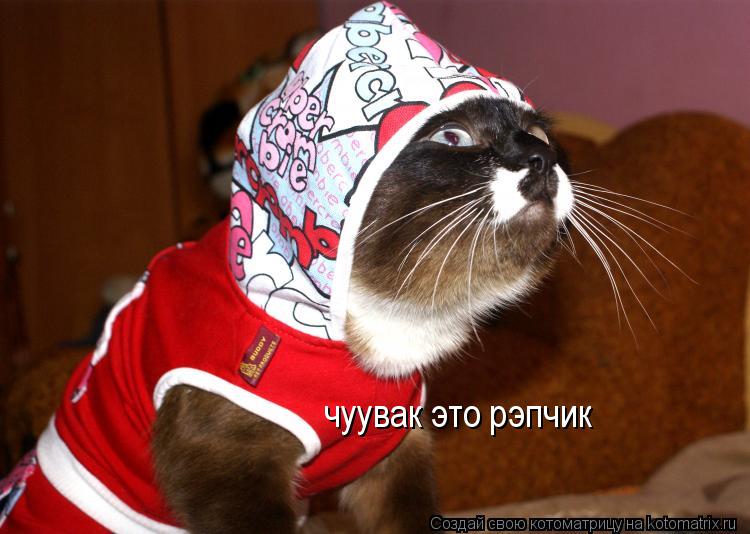 чуувак это рэпчик... Котоматрица: чуувак это рэпчик