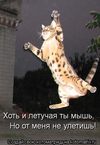 Хоть и летучая ты мышь, Но от меня не улетишь!... Котоматрица: Хоть и летучая ты мышь, Но от меня не улетишь!