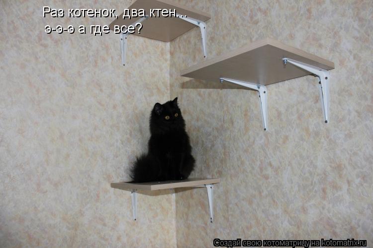 Раз котенок, два ктен... э-э-э а где все?... Котоматрица: Раз котенок, два ктен... э-э-э а где все?