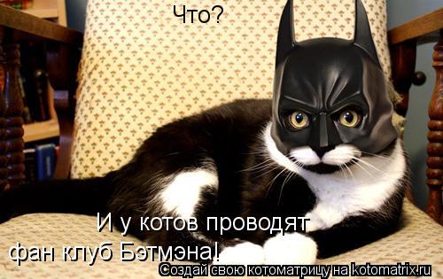 Что? И у котов проводят И у котов проводят фан клуб Бэтмэна! фан клуб Бэтмэна!... Котоматрица: Что? И у котов проводят И у котов проводят фан клуб Бэтмэна! фан клуб Бэтмэна!