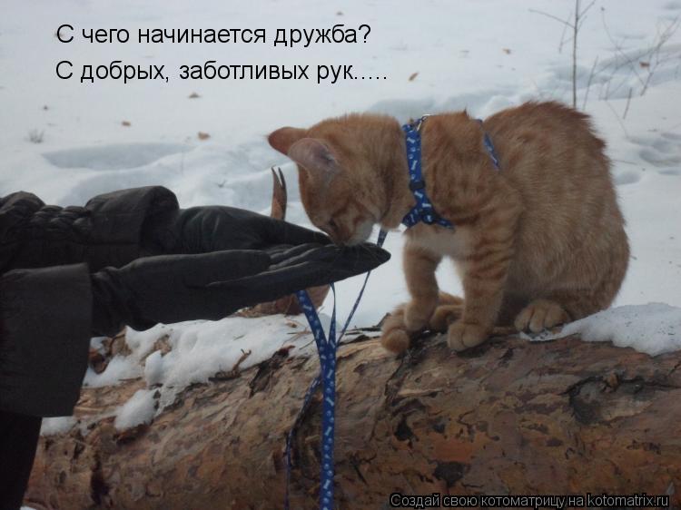 С чего начинается дружба? С добрых, заботливых рук........ Котоматрица: С чего начинается дружба? С добрых, заботливых рук.....
