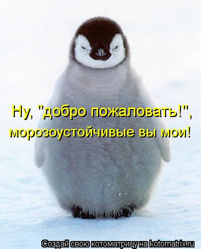 Ну, "добро пожаловать!", морозоустойчивые вы мои!... Котоматрица: Ну, "добро пожаловать!", морозоустойчивые вы мои!