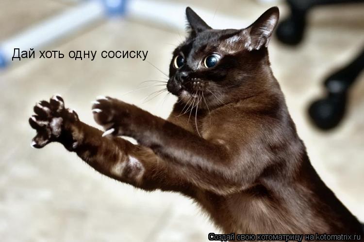 Дай хоть одну сосиску... Котоматрица: Дай хоть одну сосиску