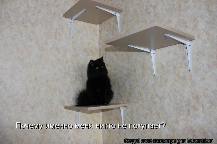 Почему именно меня никто не покупает? Почему именно меня никто не покупает?... Котоматрица: Почему именно меня никто не покупает? Почему именно меня никто не покупает?