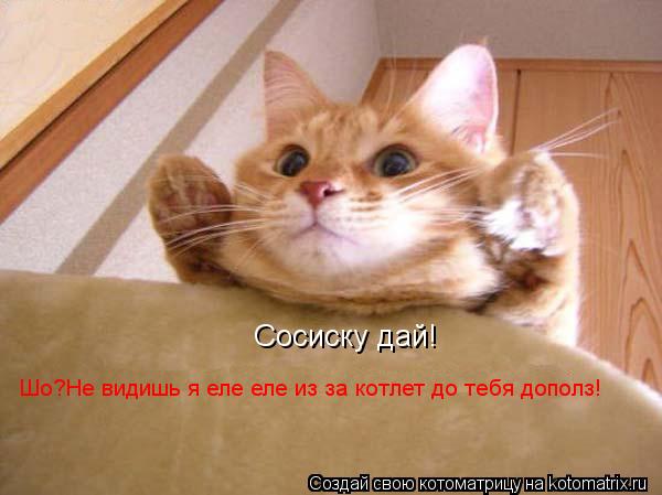 Сосиску дай! Сосиску дай! Шо?Не видишь я еле еле из за котлет до тебя дополз!... Котоматрица: Сосиску дай! Сосиску дай! Шо?Не видишь я еле еле из за котлет до тебя дополз!