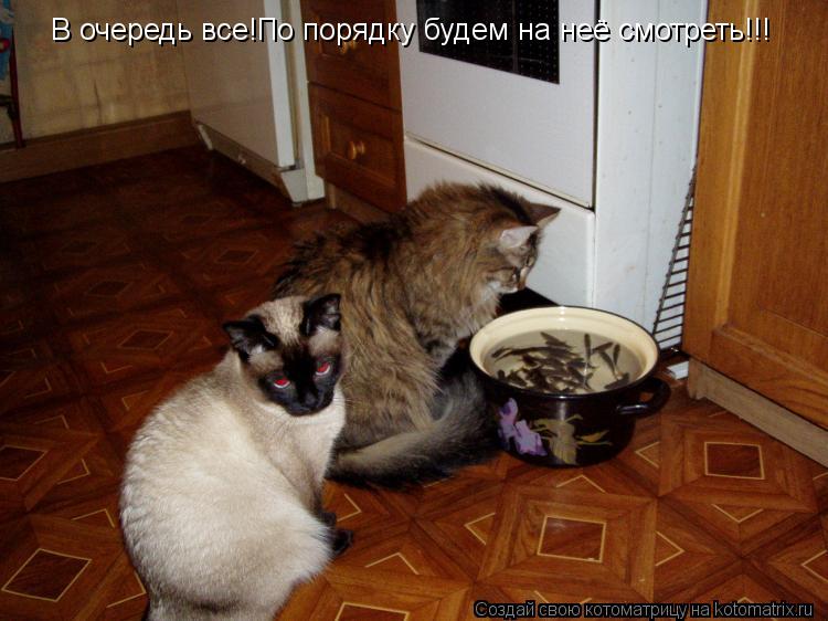 В очередь все!По порядку будем на неё смотреть!!!... Котоматрица: В очередь все!По порядку будем на неё смотреть!!!