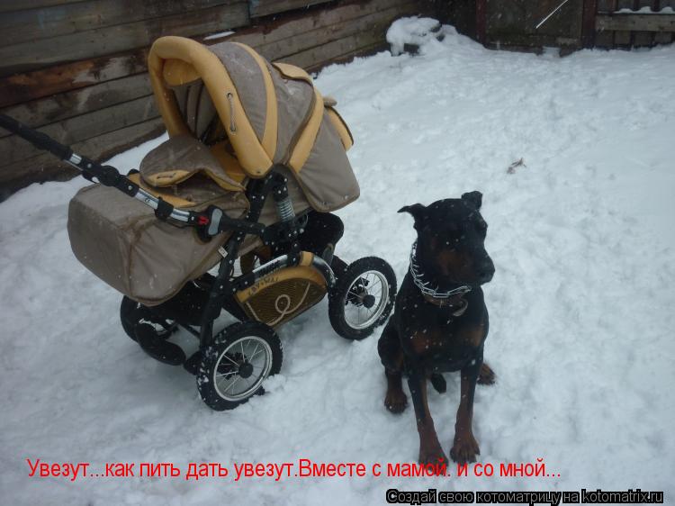 Увезут...как пить дать увезут.Вместе с мамой. и со мной...... Котоматрица: Увезут...как пить дать увезут.Вместе с мамой. и со мной...