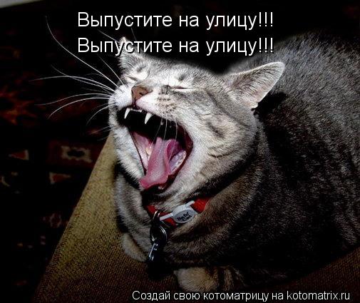 Котоматрица: Выпустите на улицу!!! Выпустите на улицу!!!
