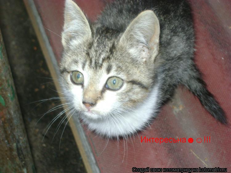 Интересьна☻☺!!!... Котоматрица: Интересьна☻☺!!!