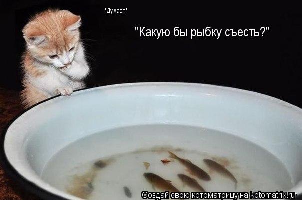 *Думает* "Какую бы рыбку съесть?"... Котоматрица: *Думает* "Какую бы рыбку съесть?"