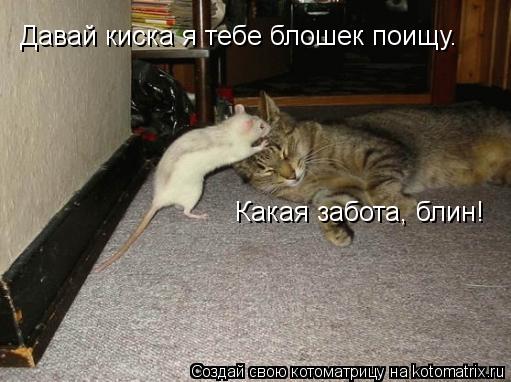 Котоматрица: Давай киска я тебе блошек поищу. Какая забота, блин!