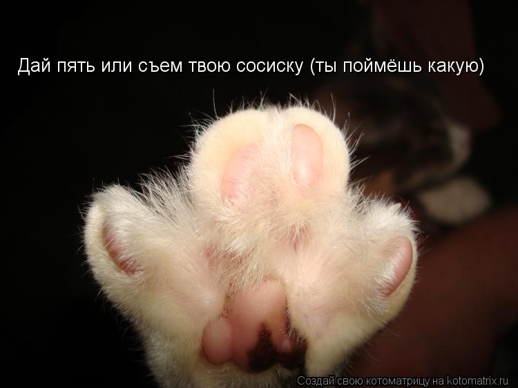 Дай пять или съем твою сосиску (ты поймёшь какую)... Котоматрица: Дай пять или съем твою сосиску (ты поймёшь какую)