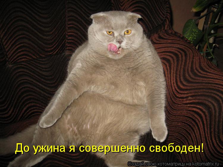 До ужина я совершенно свободен!... Котоматрица: До ужина я совершенно свободен!