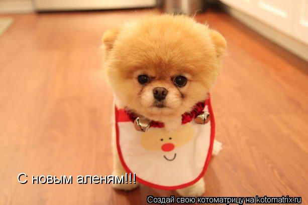 С новым аленям!!!... Котоматрица: С новым аленям!!!