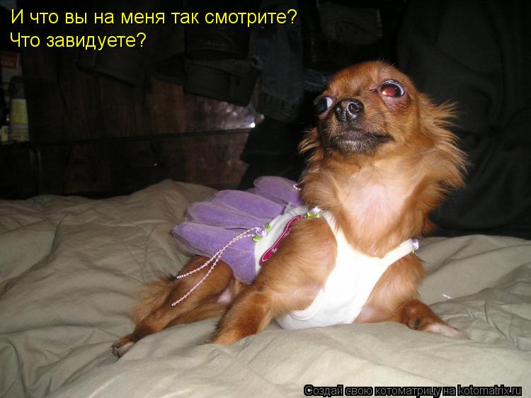 И что вы на меня так смотрите? Что завидуете? Что завидуете?... Котоматрица: И что вы на меня так смотрите? Что завидуете? Что завидуете?