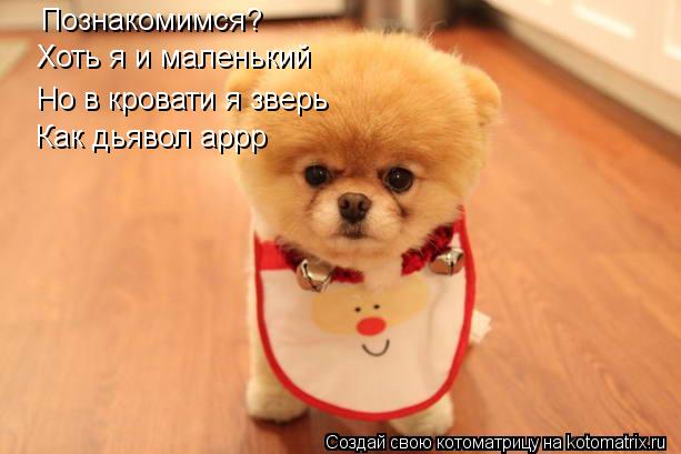 Познакомимся? Хоть я и маленький Но в кровати я зверь Как дьявол аррр... Котоматрица: Познакомимся? Хоть я и маленький Но в кровати я зверь Как дьявол аррр