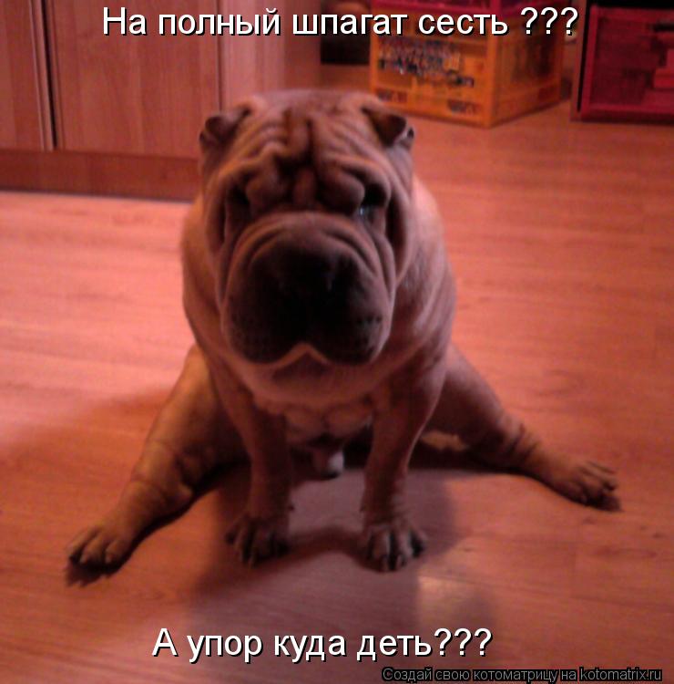 На полный шпагат сесть ??? А упор куда деть???... Котоматрица: На полный шпагат сесть ??? А упор куда деть???
