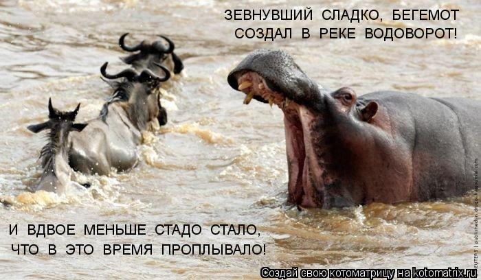 ЗЕВНУВШИЙ СЛАДКО, БЕГЕМОТ СОЗДАЛ В РЕКЕ ВОДОВОРОТ! И ВДВОЕ МЕНЬШЕ СТАДО СТАЛО, ЧТО В ЭТО ... Котоматрица: ЗЕВНУВШИЙ СЛАДКО, БЕГЕМОТ СОЗДАЛ В РЕКЕ ВОДОВОРОТ! И ВДВОЕ МЕНЬШЕ СТАДО СТАЛО, ЧТО В ЭТО ВРЕМЯ ПРОПЛЫВАЛО!
