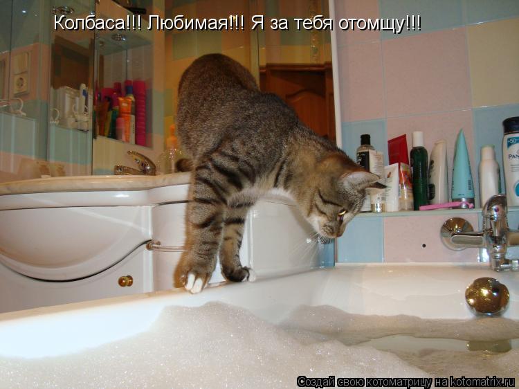 Колбаса!!! Любимая!!! Я за тебя отомщу!!!... Котоматрица: Колбаса!!! Любимая!!! Я за тебя отомщу!!!