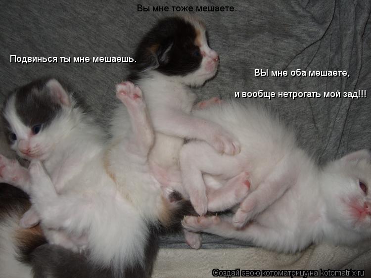 Подвинься ты мне мешаешь. Вы мне тоже мешаете. ВЫ мне оба мешаете, и вообще нетрогать мой зад!!!... Котоматрица: Подвинься ты мне мешаешь. Вы мне тоже мешаете. ВЫ мне оба мешаете, и вообще нетрогать мой зад!!!