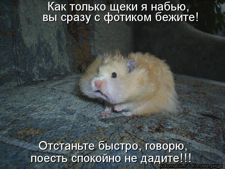 Как только щеки я набью, вы сразу с фотиком бежите! Отстаньте быстро, говорю, поесть спокойно не дад... Котоматрица: Как только щеки я набью, вы сразу с фотиком бежите! Отстаньте быстро, говорю, поесть спокойно не дадите!!!