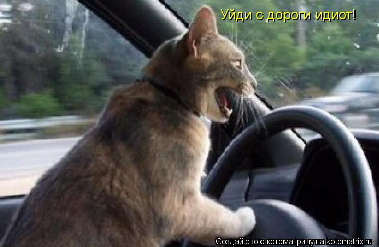 Уйди с дороги идиот!... Котоматрица: Уйди с дороги идиот!