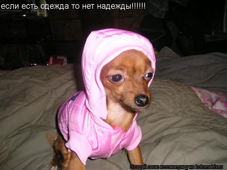 если есть одежда то нет надежды!!!!!!... Котоматрица: если есть одежда то нет надежды!!!!!!