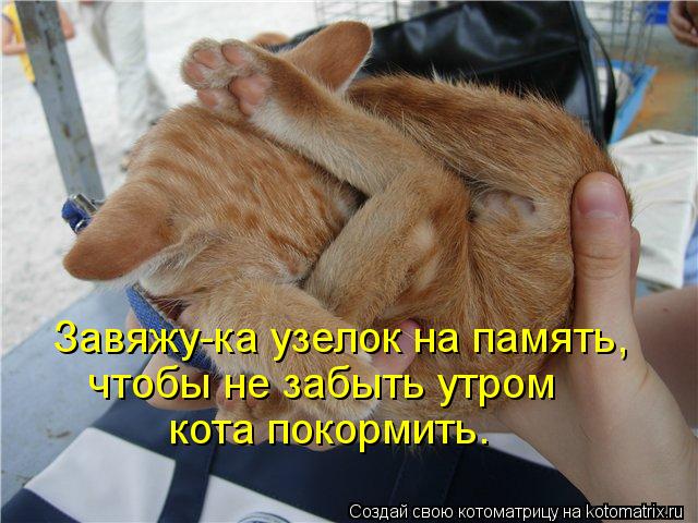 Завяжу-ка узелок на память, чтобы не забыть утром кота покормить.... Котоматрица: Завяжу-ка узелок на память, чтобы не забыть утром кота покормить.