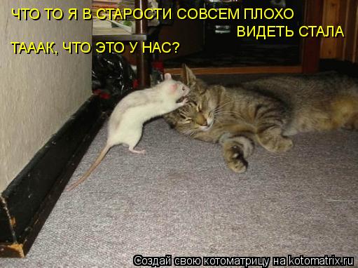 ЧТО ТО Я В СТАРОСТИ СОВСЕМ ПЛОХО ВИДЕТЬ СТАЛА ТАААК, ЧТО ЭТО У НАС?... Котоматрица: ЧТО ТО Я В СТАРОСТИ СОВСЕМ ПЛОХО ВИДЕТЬ СТАЛА ТАААК, ЧТО ЭТО У НАС?
