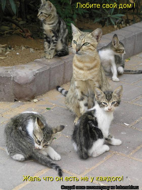 Любите свой дом ! Жаль что он есть не у каждого!... Котоматрица: Любите свой дом ! Жаль что он есть не у каждого!