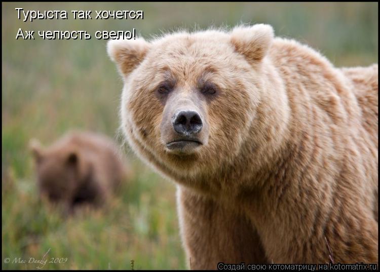 Турыста так хочется Аж челюсть свело!... Котоматрица: Турыста так хочется Аж челюсть свело!