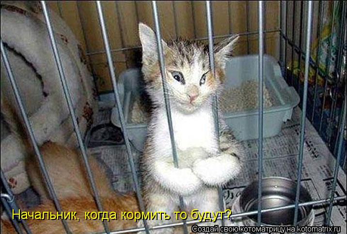 Начальник, когда кормить то будут?... Котоматрица: Начальник, когда кормить то будут?