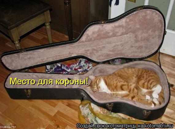 место для короны Место для короны!... Котоматрица: место для короны Место для короны!
