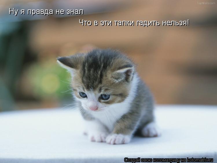 Ну я правда не знал Что в эти тапки гадить нельзя!... Котоматрица: Ну я правда не знал Что в эти тапки гадить нельзя!