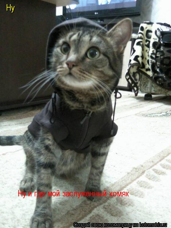 Ну Ну и где мой заслуженный хомяк... Котоматрица: Ну Ну и где мой заслуженный хомяк