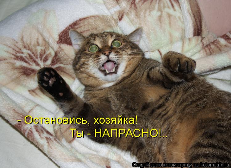 - Остановись, хозяйка! Ты - НАПРАСНО!..... Котоматрица: - Остановись, хозяйка! Ты - НАПРАСНО!..